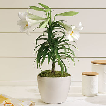 Easter Lily Plant