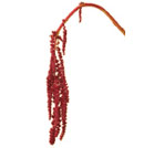 Amaranthus