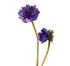 Anemone