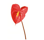 Anthurium