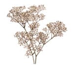 Baby's breath