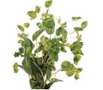 Bupleurum