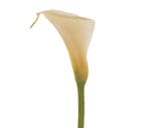 Calla