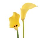 Calla_miniature