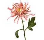 Chrysanthemum(fuji)