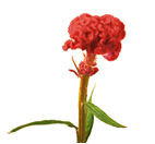 Coxcomb