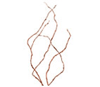 Curly willow