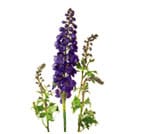Delphinium (hybrid)