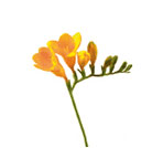 Freesia