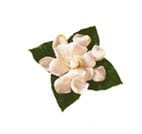 Gardenia
