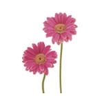 Gerbera(miniature)