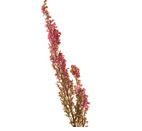 Heather