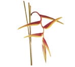 Heliconia