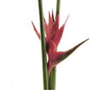 Heliconia(upright)