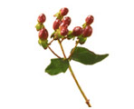 Hypericum