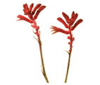 Kangaroo paw