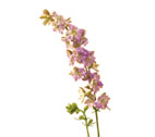 Larkspur