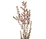 Leptospermum
