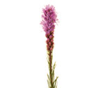 Liatris