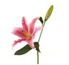 Lily(oriental)
