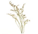 Limonium