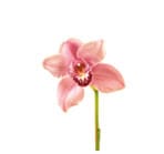 Orchid(cymbidium)