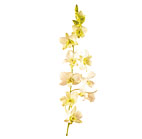 Orchid(dendrobium)