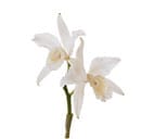 Orchid(japhet)