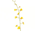 Orchid(oncidium)