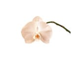 Orchid(phalaenopsis)