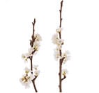 Pear blossom