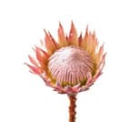 Protea(king)