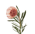 Protea(pin cushion)