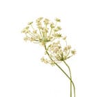 Queen anne's lace
