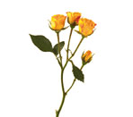 Rose spray