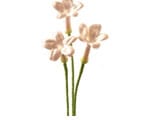 Stephanotis