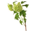Viburnum