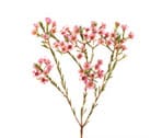 Waxflower