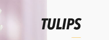 TULIPS