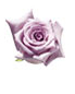 roses lilas et violettes
