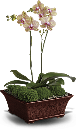 Divine Orchid Plant - two miniature lavender phalaenopsis plants are delivered in a footed planter, accompanied by gravel and moss.