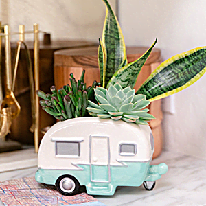 SHOP OUR<br>BEST SUCCULENTS