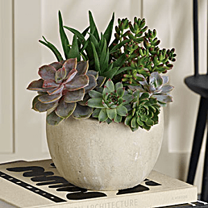 SHOP STUNNING<br>SUCCULENTS