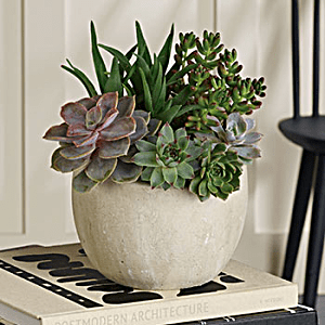Shop Stunning Succulents