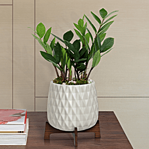 SHOP OUR<br>BEST SELLING PLANTS
