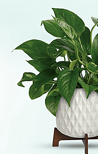 Teleflora's Lush Leaves Pothos Plant