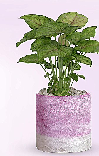Teleflora's Lavender Frost Plant