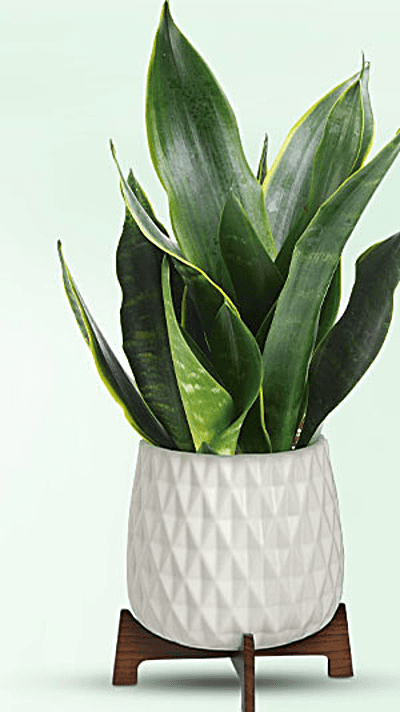 Teleflora's Growing Art Sansevieria Plant