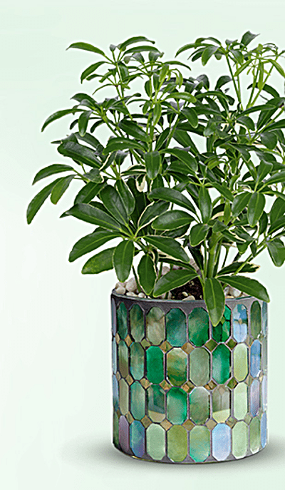 Teleflora's Leaves of Glass Plant