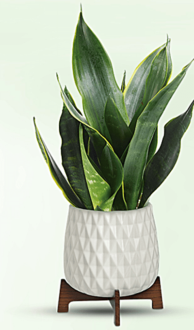 Teleflora's Growing Art Sansevieria Plant